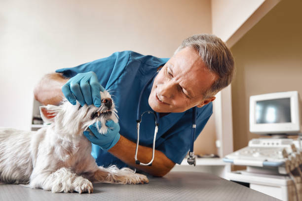 Best Pediatric Emergency Dentist in Morgantown, WV